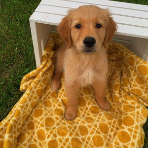 Fundraising Page: Kara Shaw